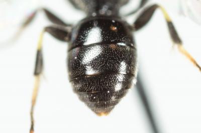  Hylaeus communis Nylander, 1852