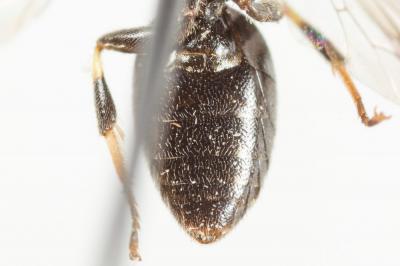  Hylaeus communis Nylander, 1852