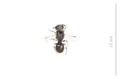  Hylaeus clypearis (Schenck, 1853)