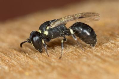  Hylaeus clypearis (Schenck, 1853)