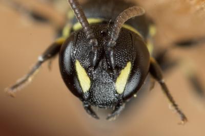  Hylaeus clypearis (Schenck, 1853)