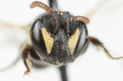  Hylaeus clypearis (Schenck, 1853)