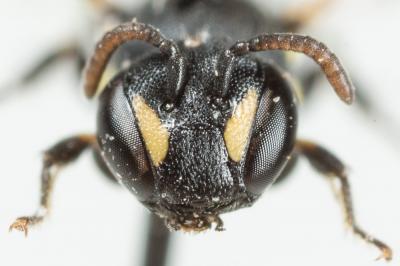  Hylaeus clypearis (Schenck, 1853)