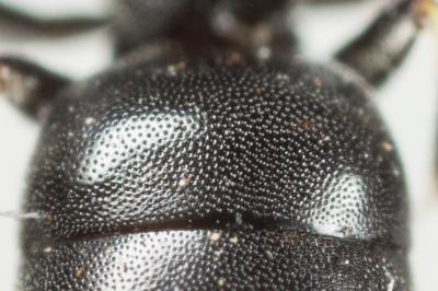  Hylaeus clypearis (Schenck, 1853)