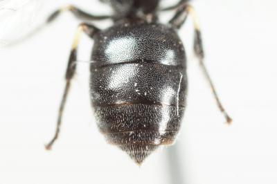  Hylaeus clypearis (Schenck, 1853)