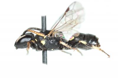  Hylaeus clypearis (Schenck, 1853)