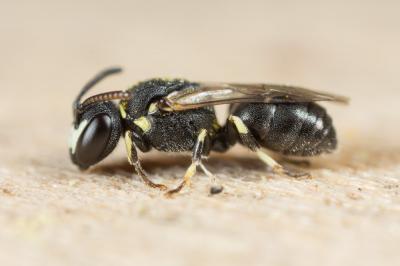  Hylaeus clypearis (Schenck, 1853)