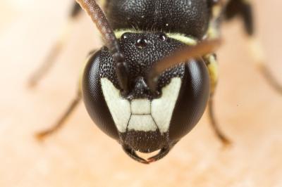  Hylaeus clypearis (Schenck, 1853)