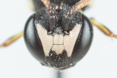  Hylaeus clypearis (Schenck, 1853)