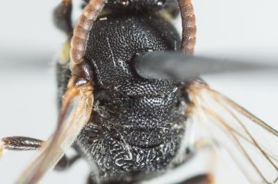  Hylaeus clypearis (Schenck, 1853)