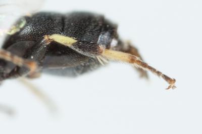  Hylaeus clypearis (Schenck, 1853)