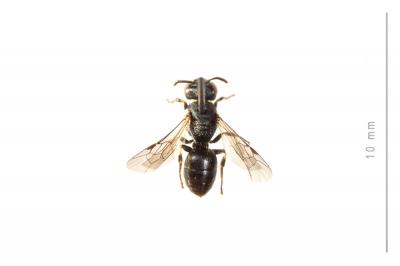  Hylaeus brevicornis Nylander, 1852