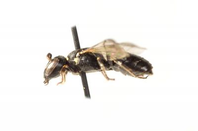  Hylaeus brevicornis Nylander, 1852