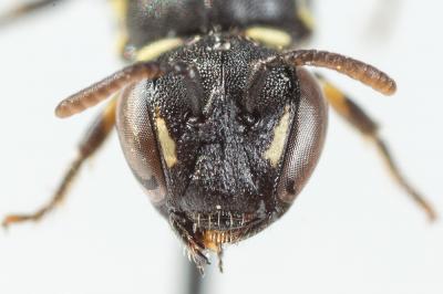  Hylaeus brevicornis Nylander, 1852