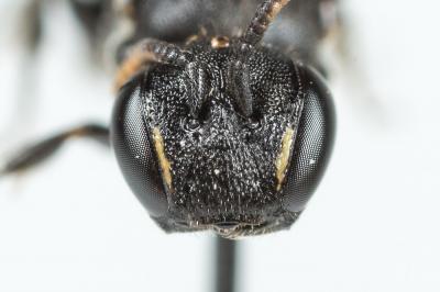  Hylaeus brevicornis Nylander, 1852