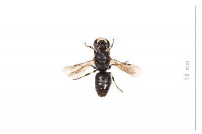  Hylaeus brevicornis Nylander, 1852