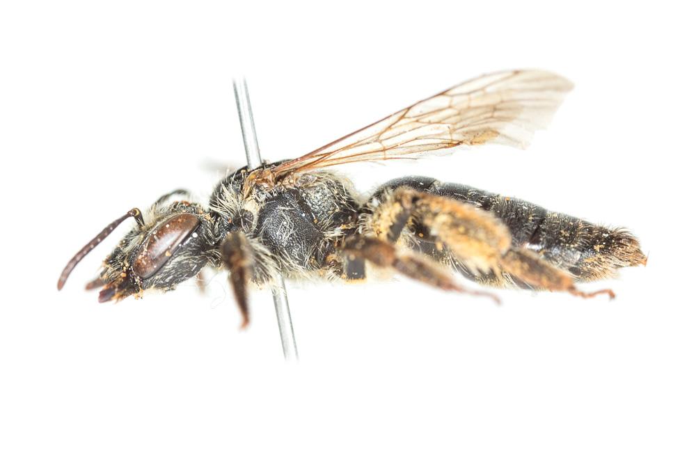 Le  Andrena decipiens Schenck, 1861