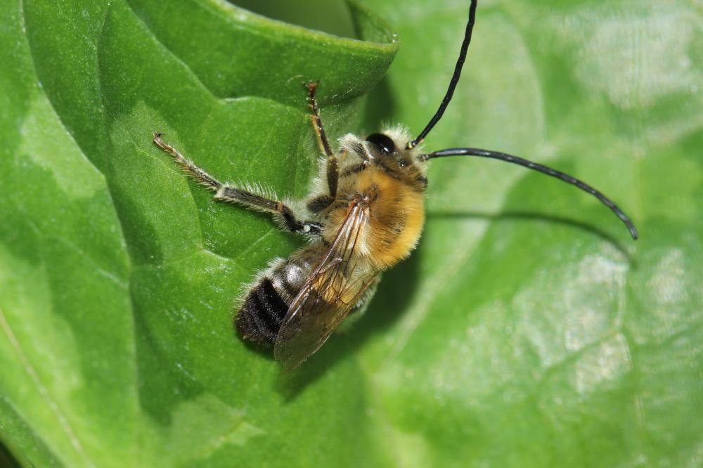  Eucera Scopoli, 1770