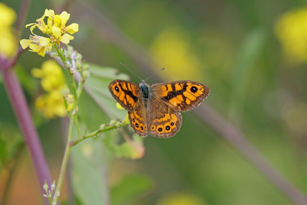 Mégère (La), Satyre (Le) Lasiommata megera (Linnaeus, 1767)