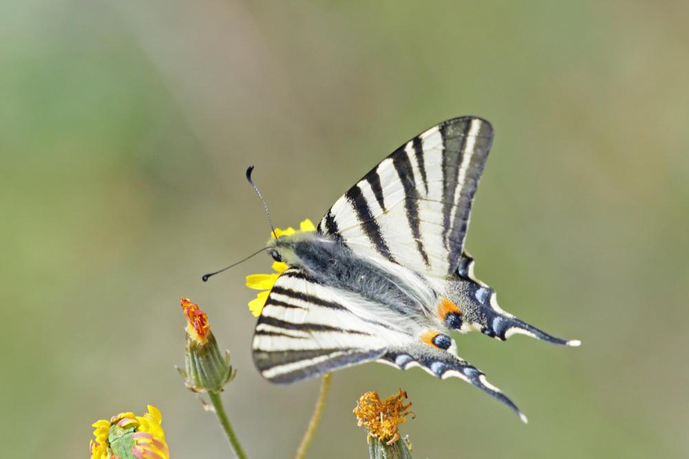 Flambé (Le) Iphiclides podalirius (Linnaeus, 1758)