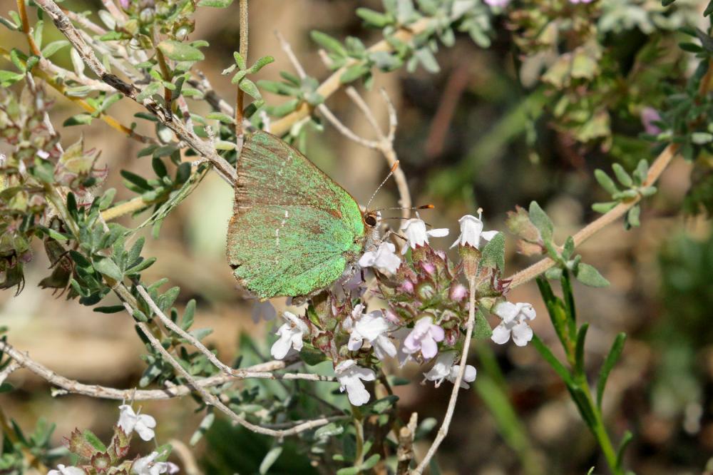 Thécla de l'Arbousier (La) Callophrys avis Chapman, 1909