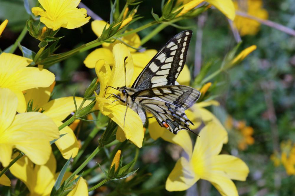 Machaon (Le), Grand Porte-Queue (Le) Papilio machaon Linnaeus, 1758