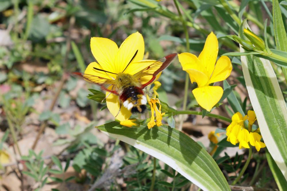 Sphinx gazé (Le), Sphinx du Chèvrefeuille (Le) Hemaris fuciformis (Linnaeus, 1758)