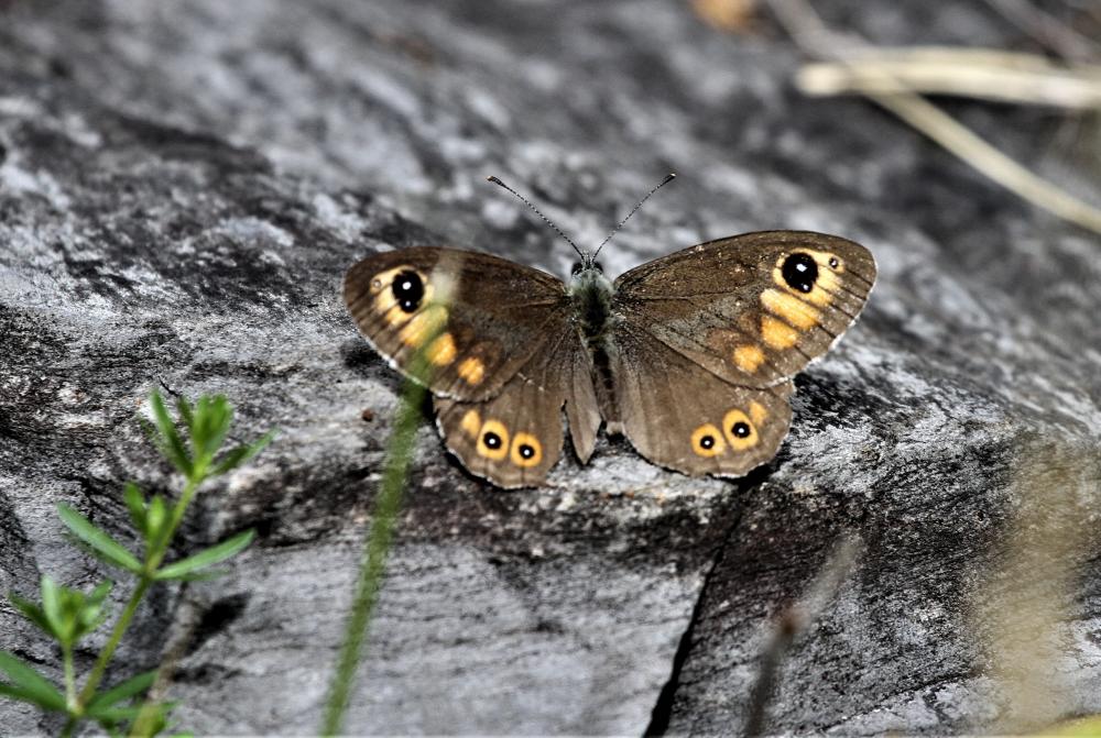 Gorgone (La) Lasiommata petropolitana (Fabricius, 1787)