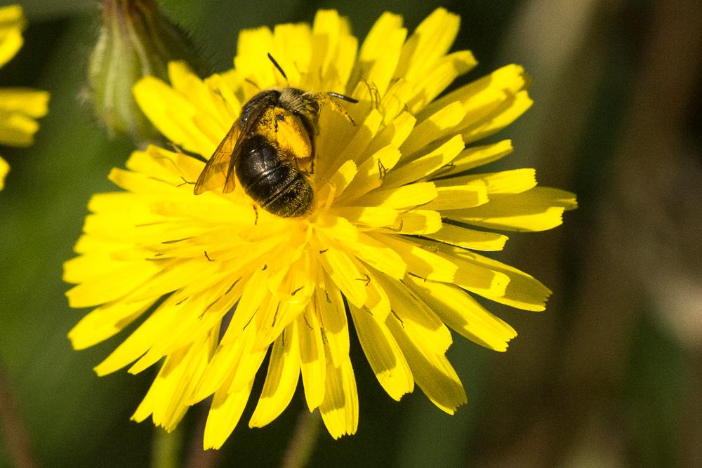  Andrena cinerea Brullé, 1832