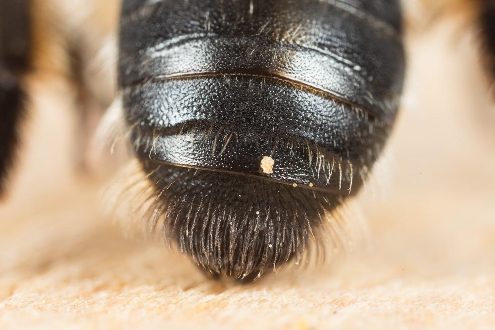  Andrena bimaculata (Kirby, 1802)