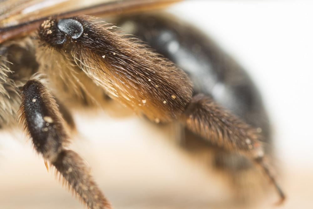  Andrena bimaculata (Kirby, 1802)