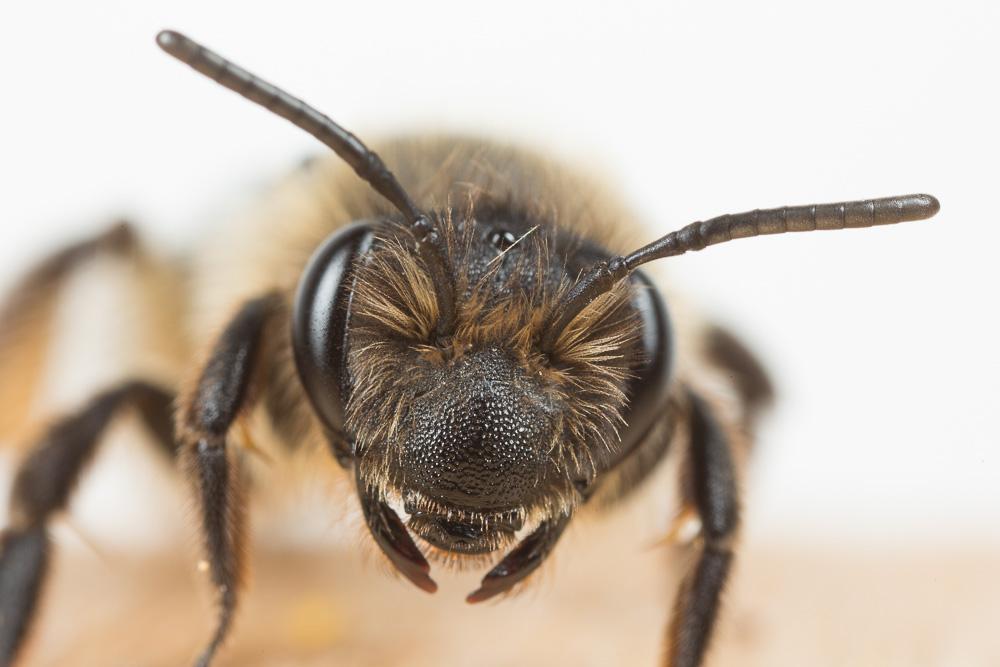  Andrena bimaculata (Kirby, 1802)