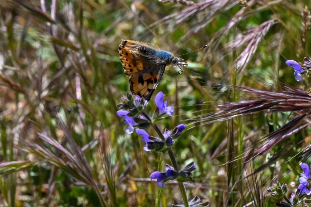 Vanesse des Chardons (La), Belle-Dame (La), Vaness Vanessa cardui (Linnaeus, 1758)