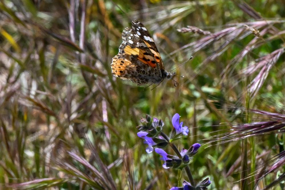 Vanesse des Chardons (La), Belle-Dame (La), Vaness Vanessa cardui (Linnaeus, 1758)