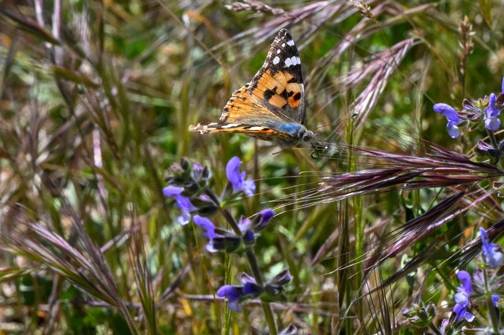 Vanesse des Chardons (La), Belle-Dame (La), Vaness Vanessa cardui (Linnaeus, 1758)