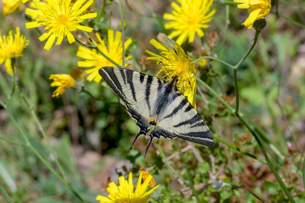 Le Flambé (Le) Iphiclides podalirius (Linnaeus, 1758)