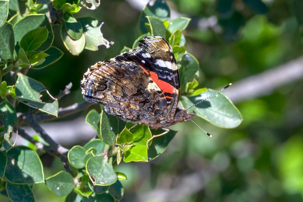 Vulcain (Le), Amiral (L'), Vanesse Vulcain (La), C Vanessa atalanta (Linnaeus, 1758)