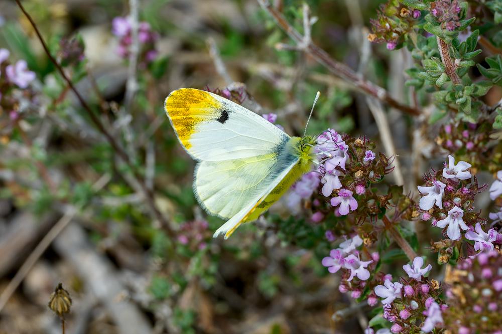 Aurore de Provence (L') Anthocharis euphenoides Staudinger, 1869