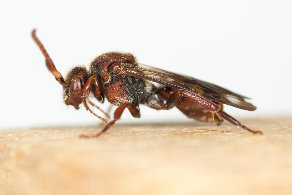  Nomada ruficornis (Linnaeus, 1758)