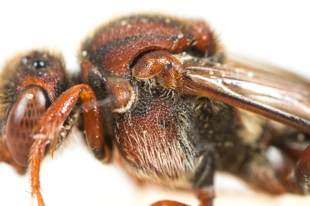  Nomada ruficornis (Linnaeus, 1758)