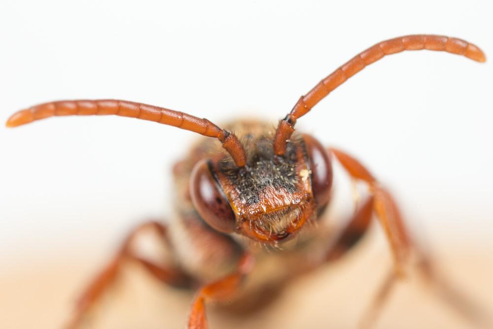  Nomada ruficornis (Linnaeus, 1758)