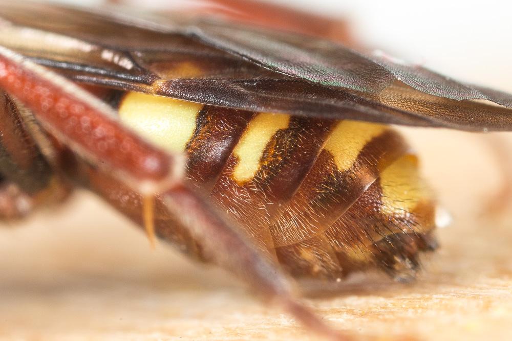  Nomada ruficornis (Linnaeus, 1758)