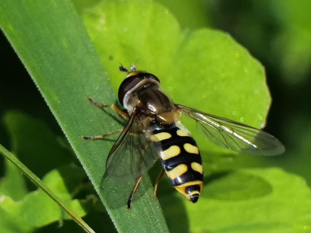  Eupeodes corollae (Fabricius, 1794)