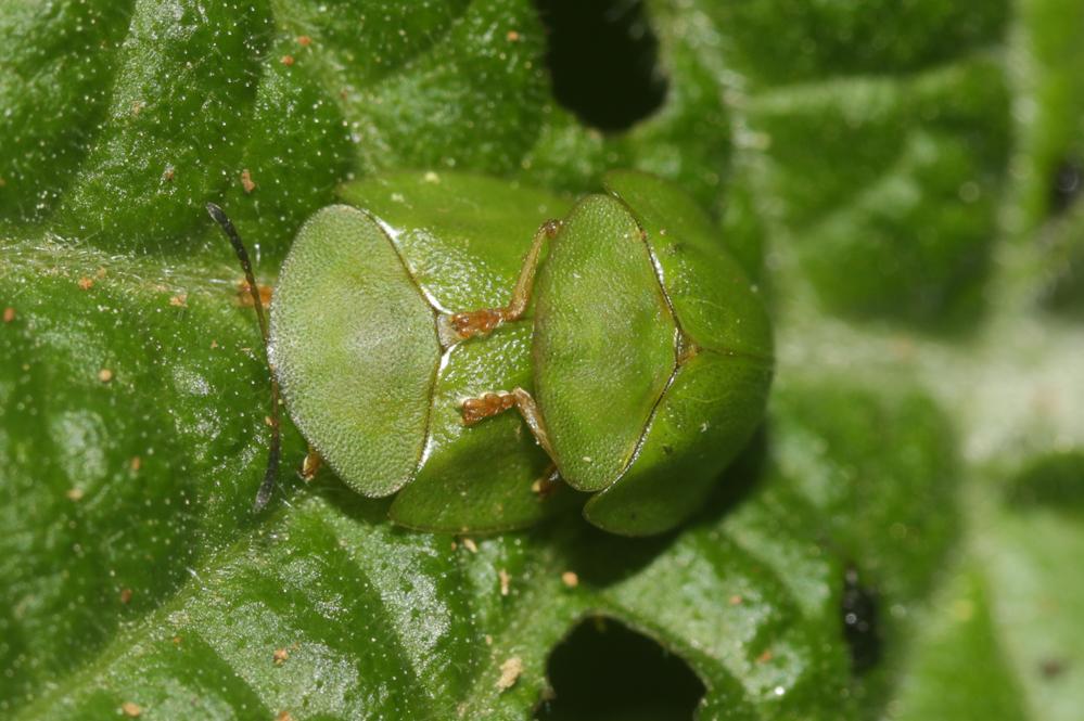 Casside verte Cassida viridis Linnaeus, 1758