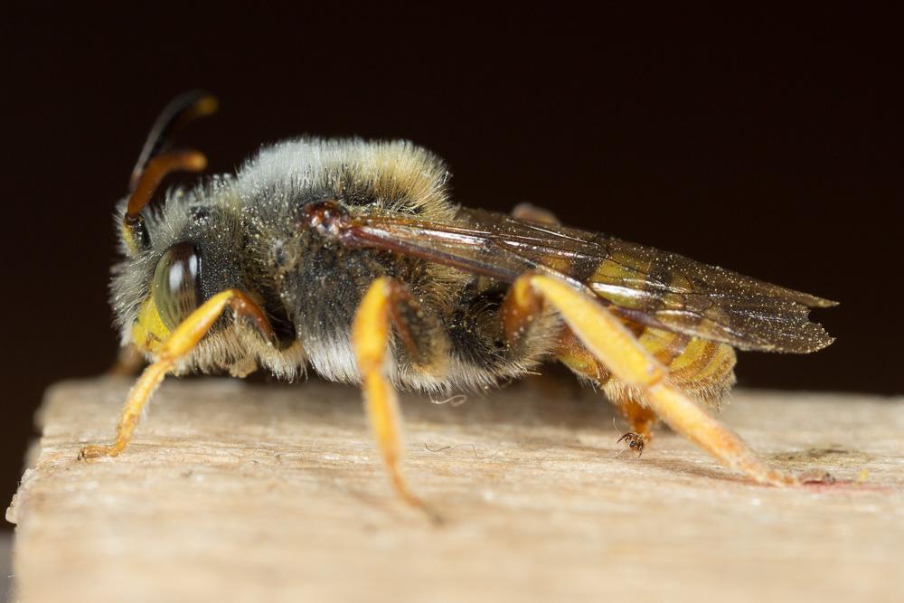  Nomada agrestis Fabricius, 1787