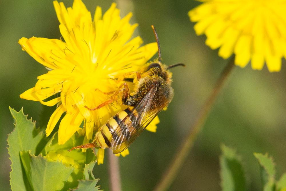  Nomada agrestis Fabricius, 1787