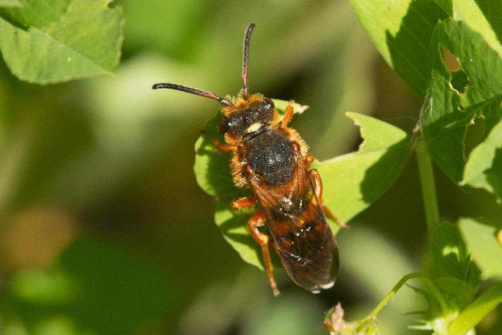  Nomada agrestis Fabricius, 1787