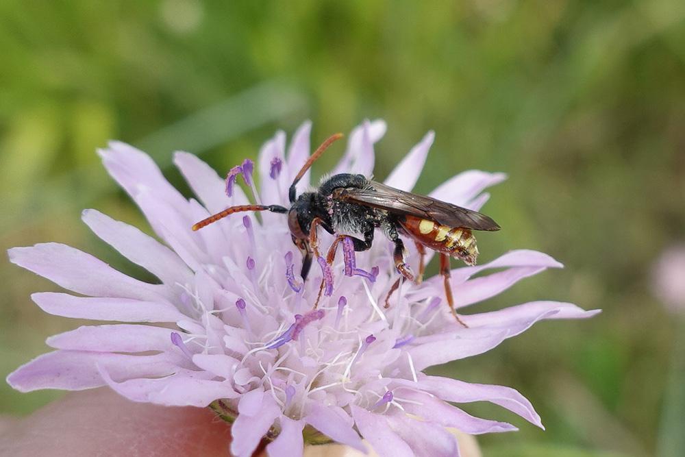  Nomada armata Herrich-Schäffer, 1839