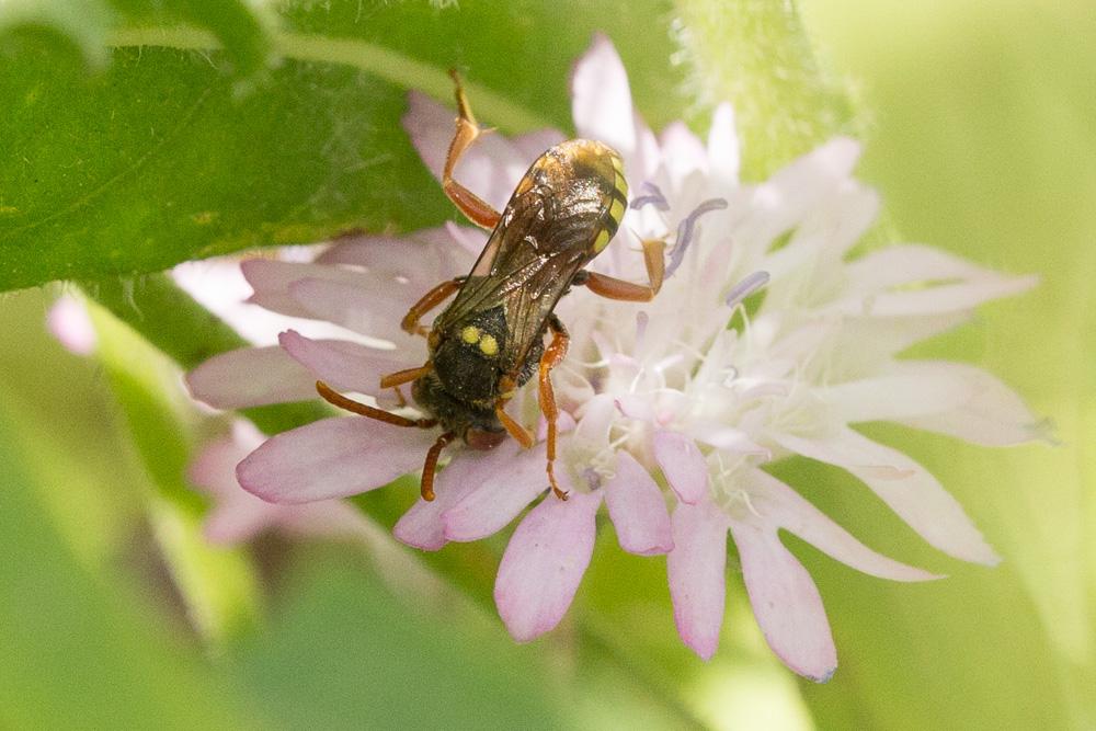  Nomada basalis Herrich-Schäffer, 1839