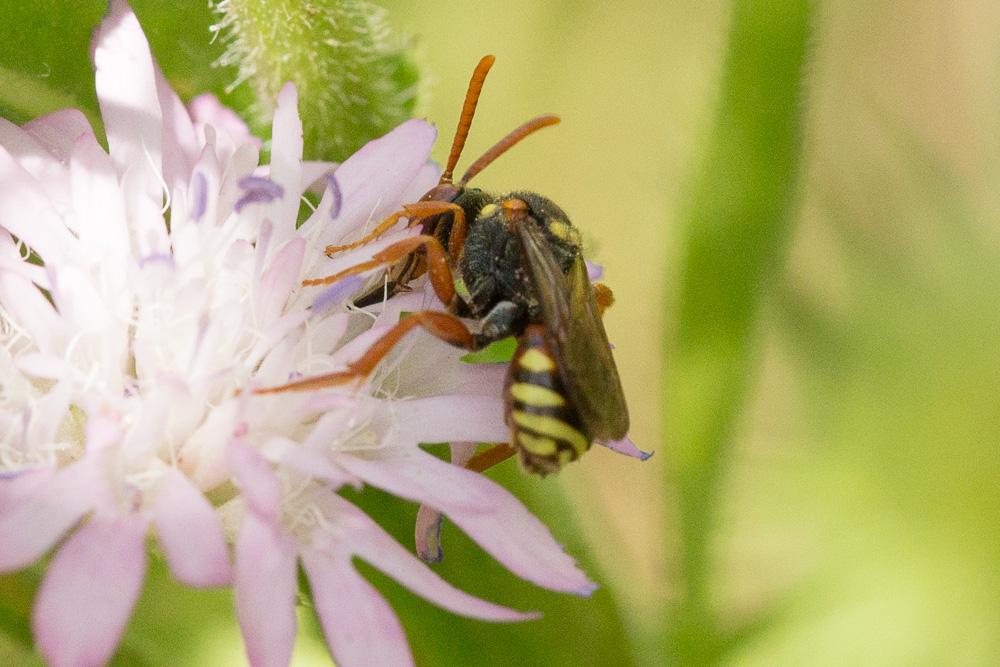  Nomada basalis Herrich-Schäffer, 1839